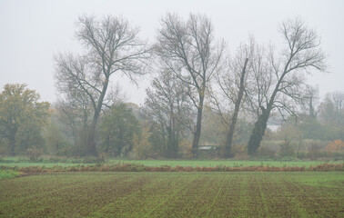 Bare winter trees over foggy agriculture land at the Flemish Countryside around Zemst, Belgium