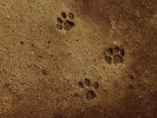 Cat foot steps at the ground. Concrete texture for background. Stones in abstract color.