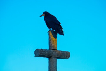a black raven sits on the cross of a grave in a cemetery