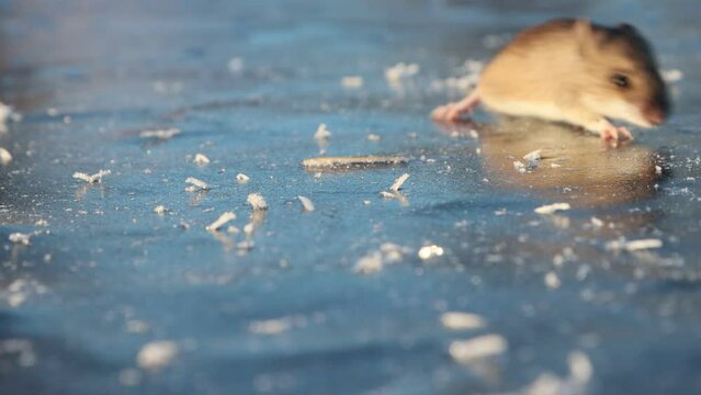 Wood mouse (Apodemus sylvaticus) runs on ice. Mice migrations, force rivers when population density exceeds acceptable food, mass death, but this is natural mechanism of population regulation