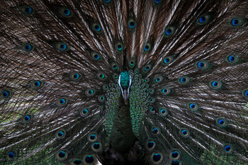 Fototapeta premium Portrait of beautiful peacock with feathers out (large and brightly bird).