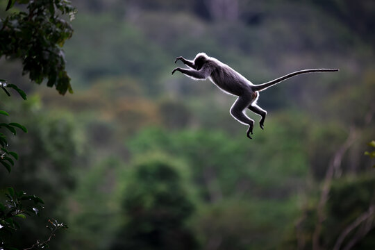 Wild animals,Leaf monkey or Dusky langur jumping on the treetops wildlife in Thailand - Powered by Adobe