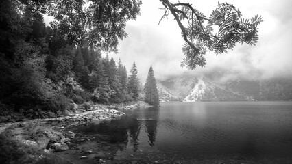 misty morning in the forest © Sieku Photo