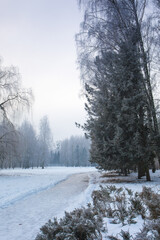 A large snowy juniper tree by the road