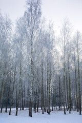 Winter birch forest