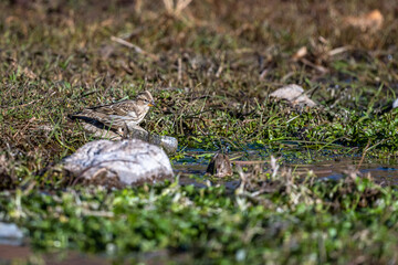 Rock Sparrow, Rock Petronia, Petronia petronia, Atlas Mountains, Morocco.