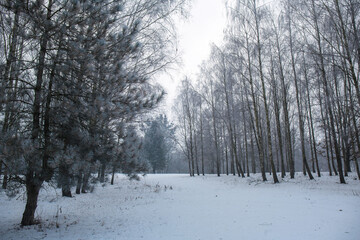 Winter snowy landscape with birch