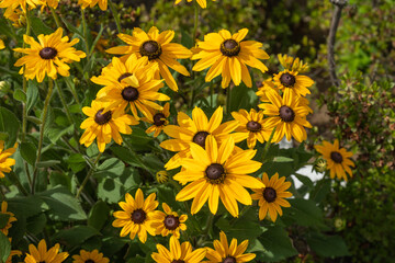 夏の高田城に咲くルドベキア・ゴールドストラム