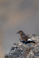 Black wheatear, Oenanthe leucura, Morocco.