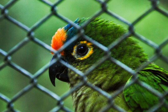 Periquito-rei (Eupsittula aurea) | Peach-fronted Parakeet