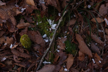 落ち葉と苔に氷を落とす