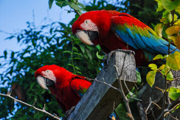 Arara-vermelha (Ara chloropterus) | Red-and-green Macaw