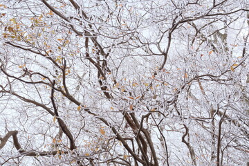 雪山の木々が描く模様