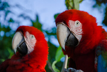 Arara-vermelha (Ara chloropterus) | Red-and-green Macaw