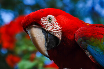 Arara-vermelha (Ara chloropterus) | Red-and-green Macaw