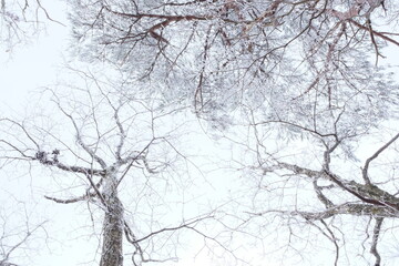Fototapeta na wymiar 雪山の中で生きる木々