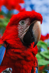 Arara-vermelha (Ara chloropterus) | Red-and-green Macaw