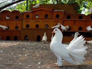 A beautiful white pigeon in front of the wooden bird cage
