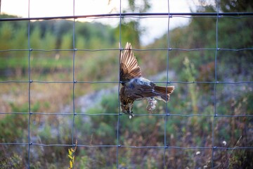 Dead song thrush bird tangled on metal fence
