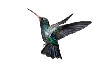 Selbstklebende Fototapeten Broad-Billed Hummingbird (Cynanthus latirostris) Photo, in Flight on a Transparent Background © Jim