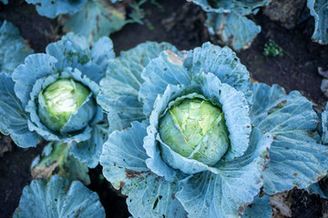 top view of head of raw cabbage on the ground. Agriculture.