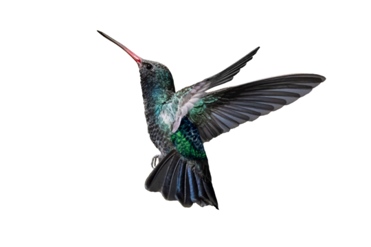 Broad-Billed Hummingbird (Cynanthus latirostris) Photo, in Flight on a Transparent Background