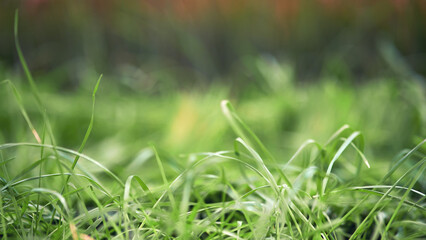 Sprouted wheat grains after sowing in the ground, background copy space. Green wheat sprouts close-up