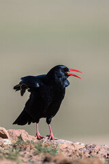 Red-billed chough, Pyrrhocorax pyrrhocorax, Atlas Mountains Morocco.