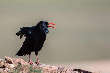 Red-billed chough, Pyrrhocorax pyrrhocorax, Atlas Mountains Morocco.