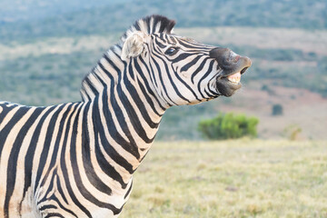 Burchell's Zebras (Equus quagga burchelli) scenting the air, Addo Elephant National Park, South...