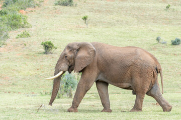 African bush elephant (Loxodonta africana), adult male, walking on savanna, Addo Elephant National Park, Eastern Cape, South Africa.