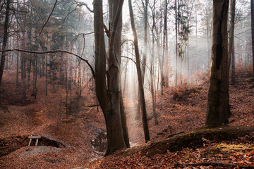 poranna mgła w lesie i promienie słońca - obrazy, fototapety, plakaty