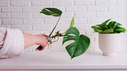 Woman gardener cuts a branch of Monstera Albo plant with garden scissors, home interior. Female hands cut off Monstera Albo plant with garden pruner to prepare planting, white brick wall background © Андрей Журавлев
