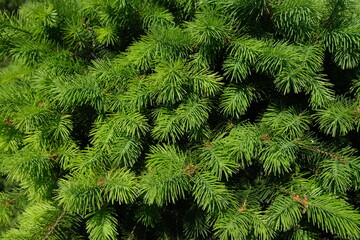 A background of green branches of a Christmas tree. High quality photo