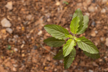 Red holy basil or Basil, Herbal plant in garden