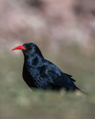 Red-billed chough, Pyrrhocorax pyrrhocorax, Atlas Mountains Morocco.
