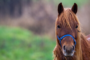 close up chestnut horse with blur field background 
