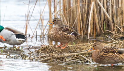 wild ducks on the lake shore