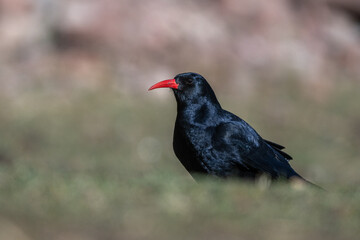 Red-billed chough, Pyrrhocorax pyrrhocorax, Atlas Mountains Morocco.