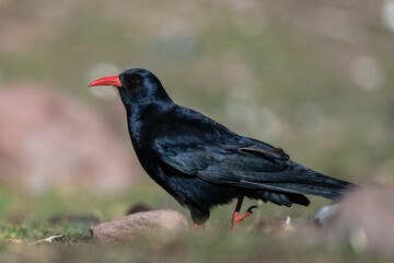 Red-billed chough, Pyrrhocorax pyrrhocorax, Atlas Mountains Morocco.