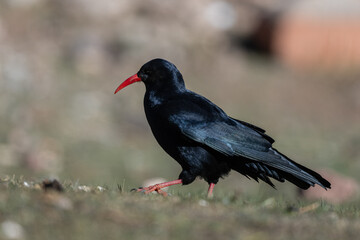 Red-billed chough, Pyrrhocorax pyrrhocorax, Atlas Mountains Morocco.