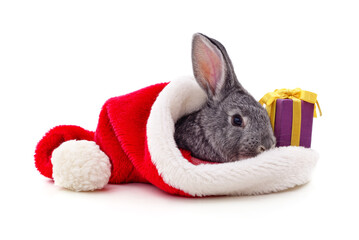 Rabbit in a Christmas hat.