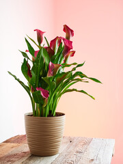 Brown flowerpot with pink lilies isolated on a wooden table