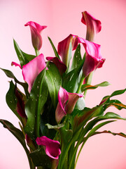 Beautiful pink calla lily isolated on light pink background