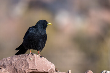 Alpine chough, Yellow-billed chough, Pyrrhocorax graculus. Atlas Mountains, Morocco.
