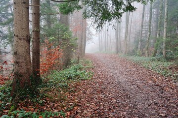 Wald im Herbstnebel