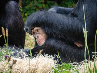 Little monkey lying in the park with another monkey around