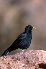 Alpine chough, Yellow-billed chough, Pyrrhocorax graculus. Atlas Mountains, Morocco.