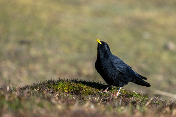 Alpine chough, Yellow-billed chough, Pyrrhocorax graculus. Atlas Mountains, Morocco.
