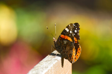 Red admiral butterfly (Vanessa Atalanta) sitting on a wood sign in Zurich, Switzerland